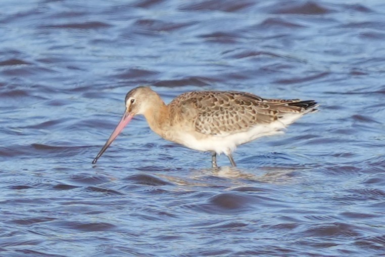 Black-tailed Godwit - ML646892183