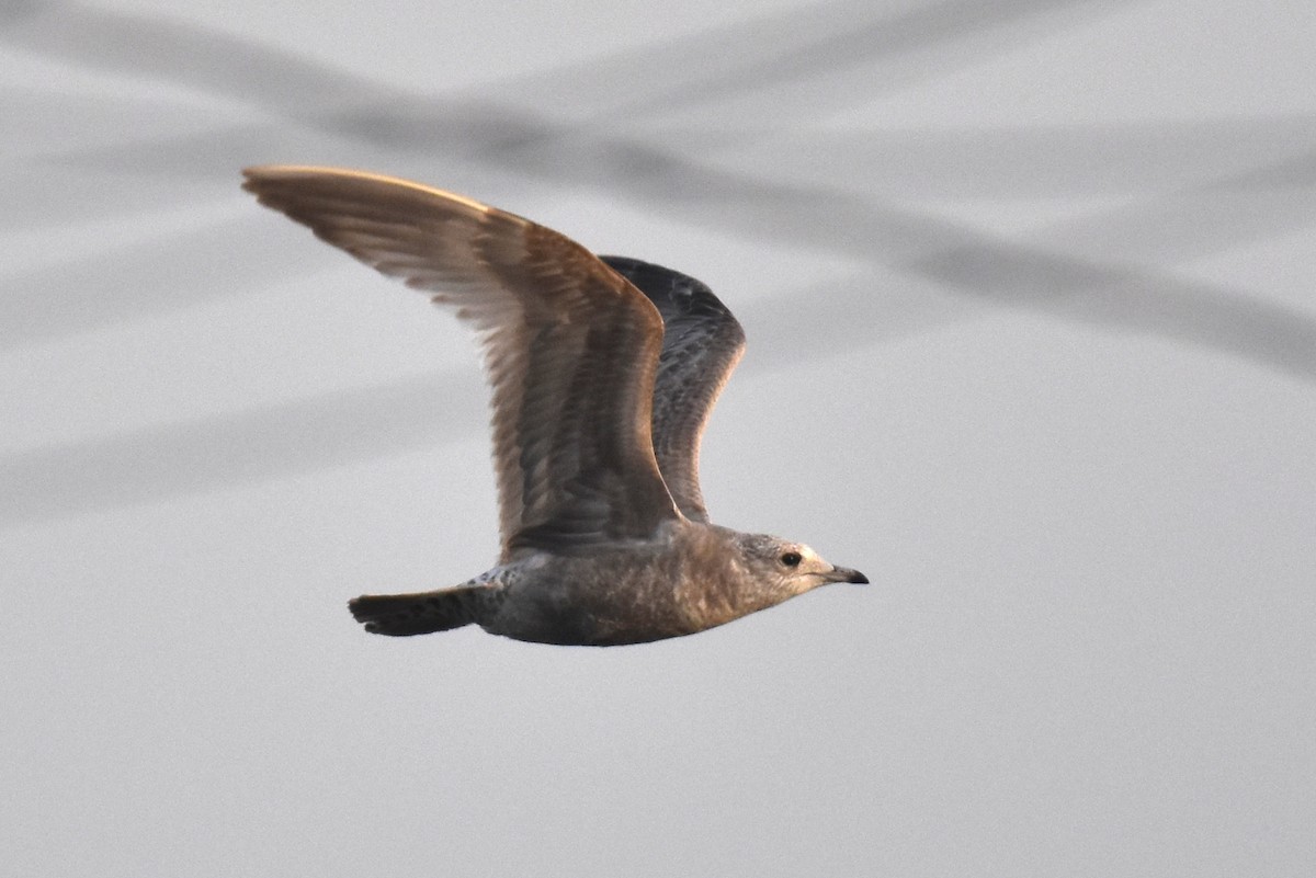 kortnebbmåke - ML646892187