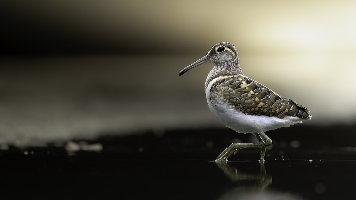 Greater Painted-Snipe - ML646892191