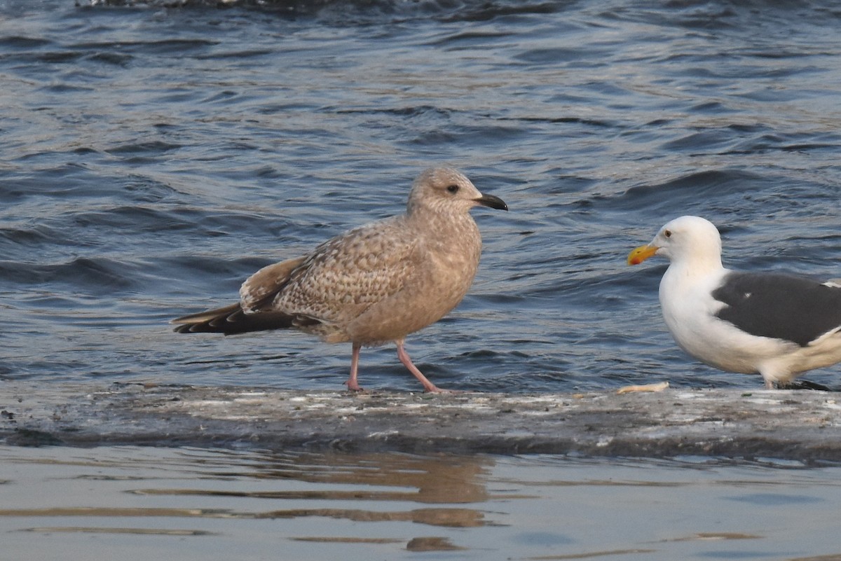 amerikagråmåke - ML646892192