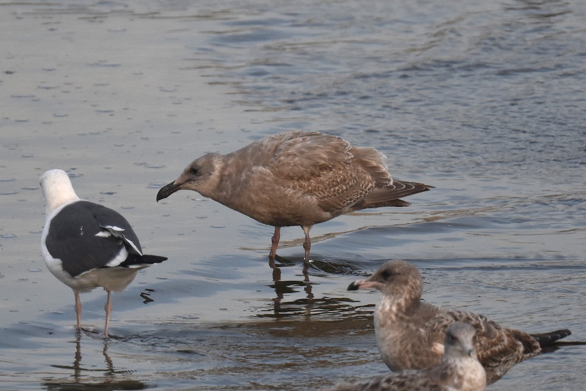 kaliforniasvartbak x gråvingemåke (hybrid) - ML646892194