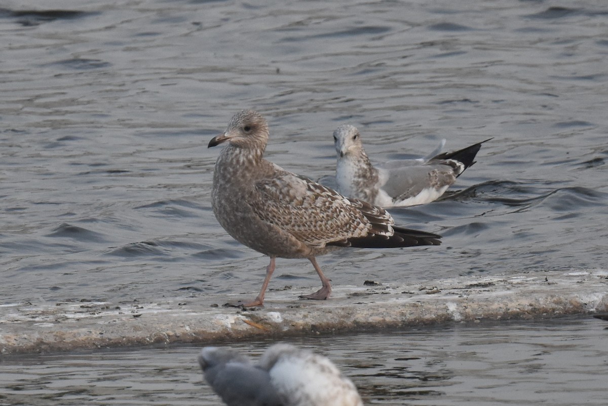 amerikagråmåke - ML646892195