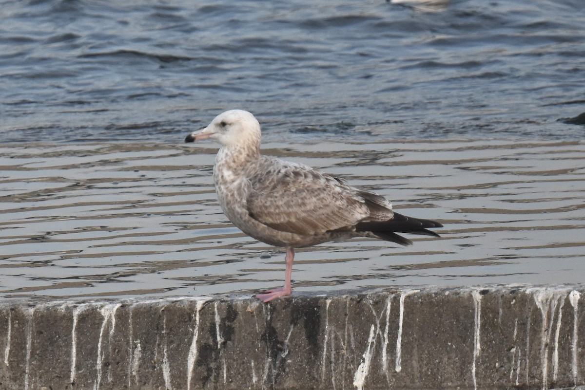 amerikagråmåke - ML646892197