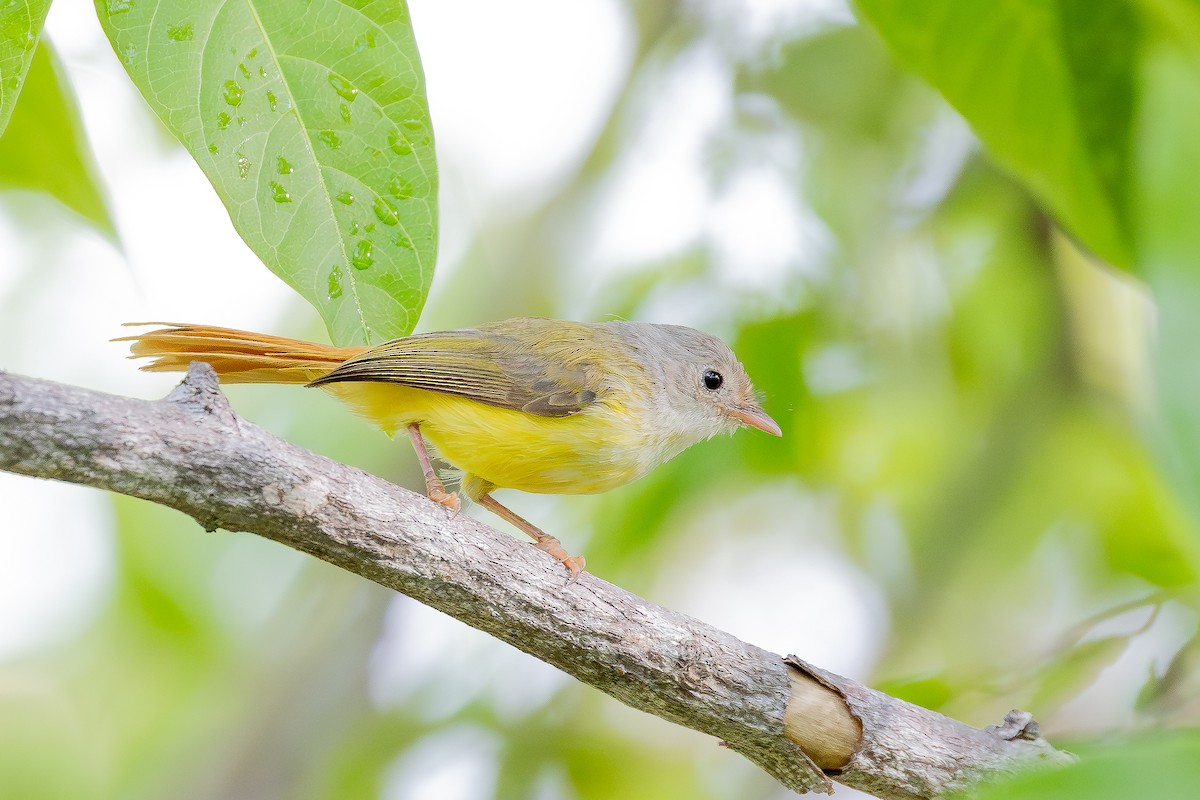 Monarca de Livingston - ML646892198