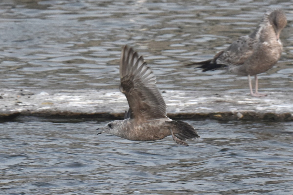 kortnebbmåke - ML646892199