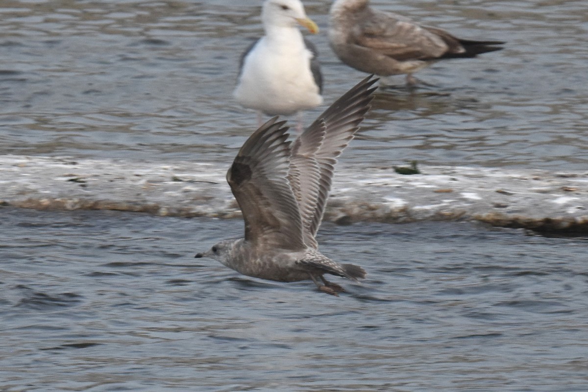 kortnebbmåke - ML646892200