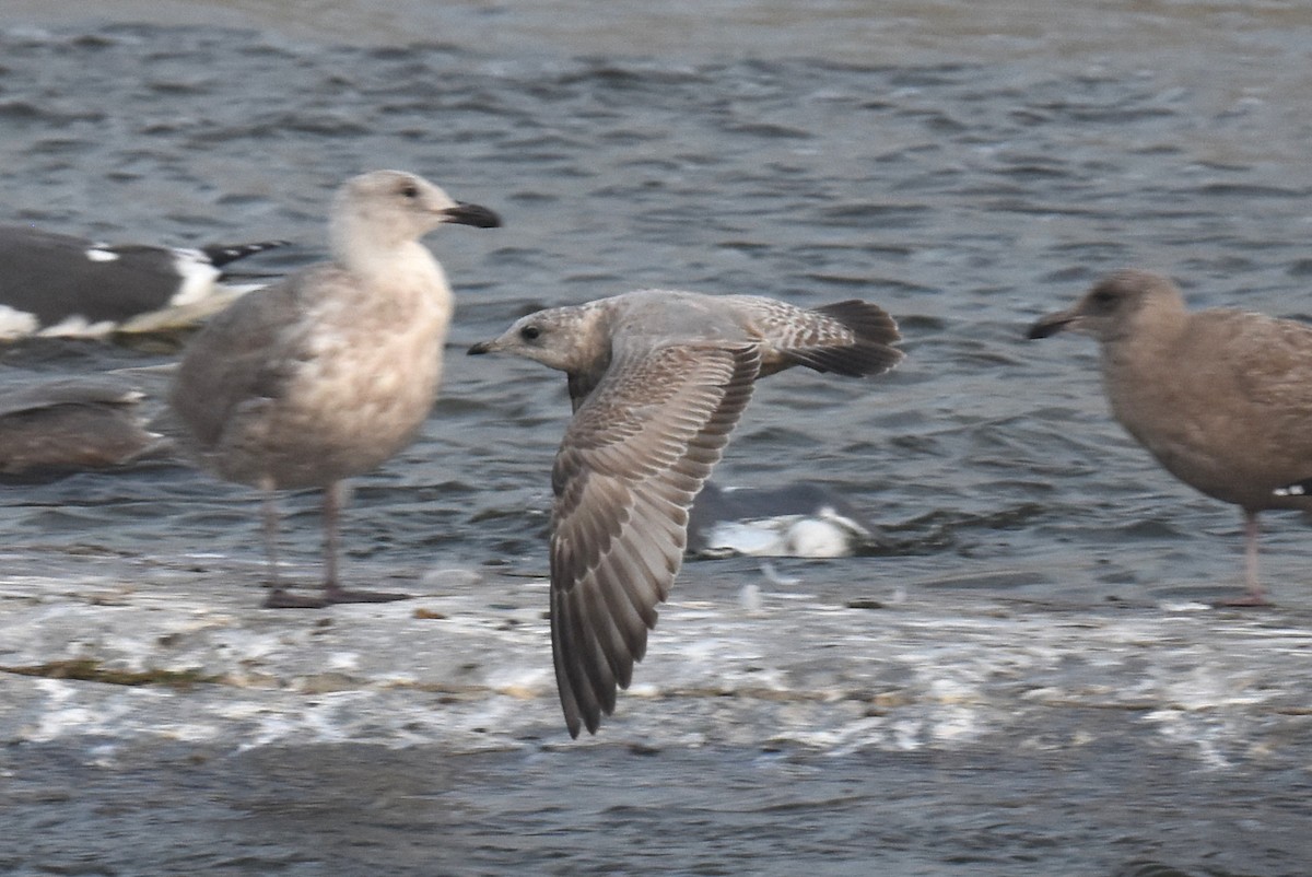 kortnebbmåke - ML646892201