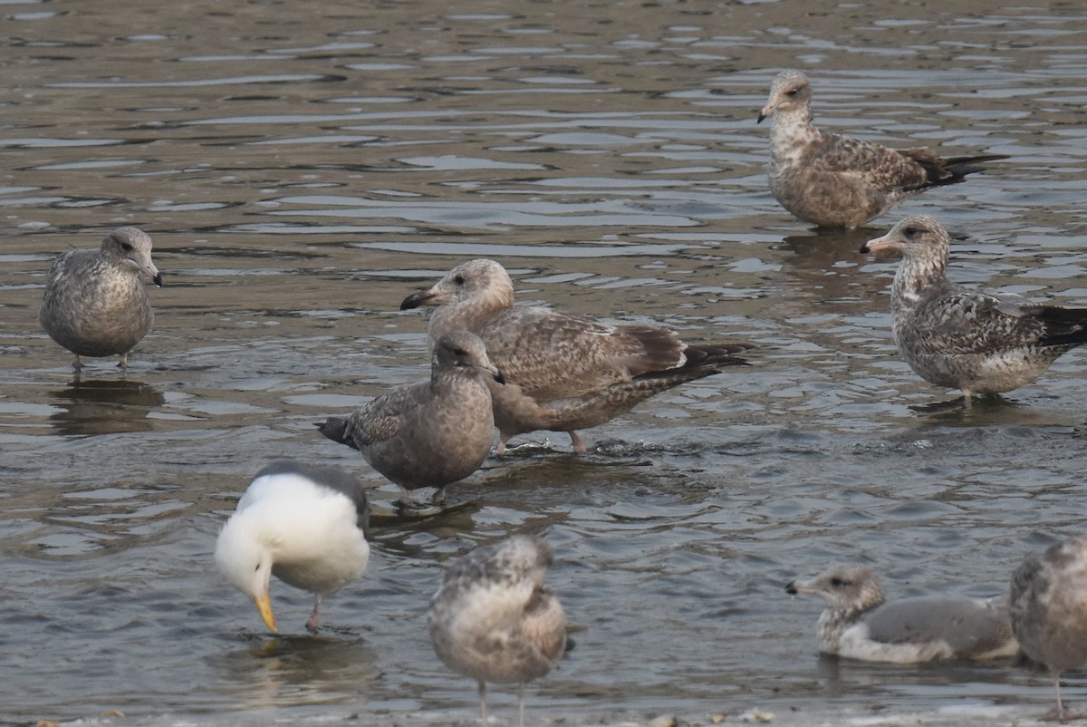 amerikagråmåke - ML646892204