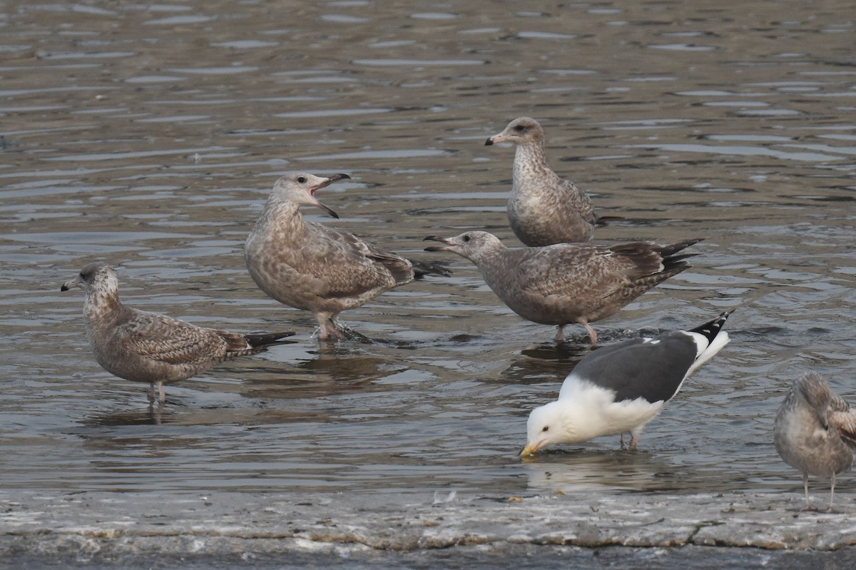 amerikagråmåke - ML646892206