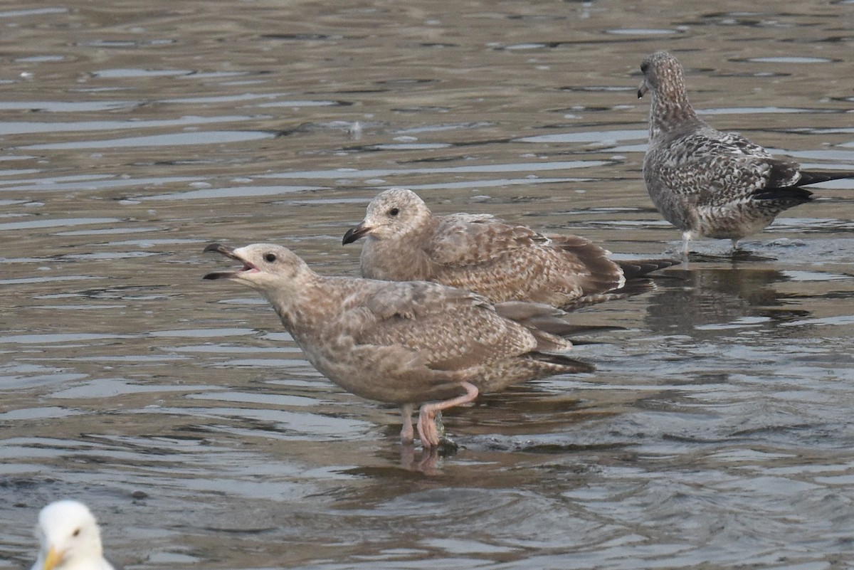 amerikagråmåke - ML646892207