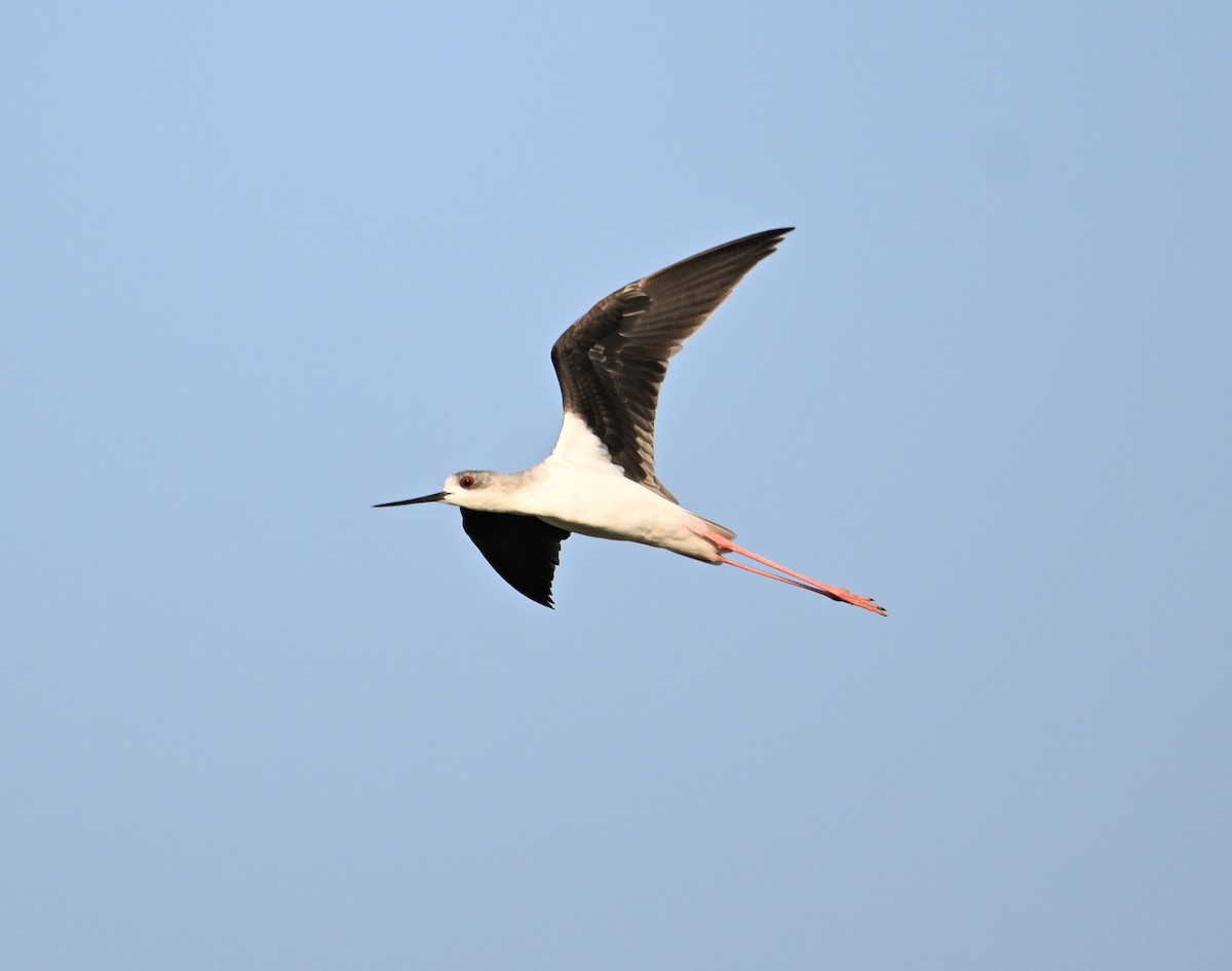 Black-winged Stilt - ML646892208