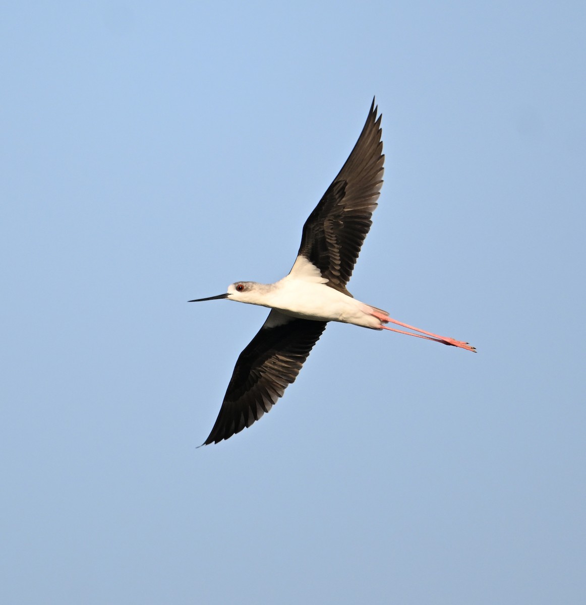 Black-winged Stilt - ML646892209