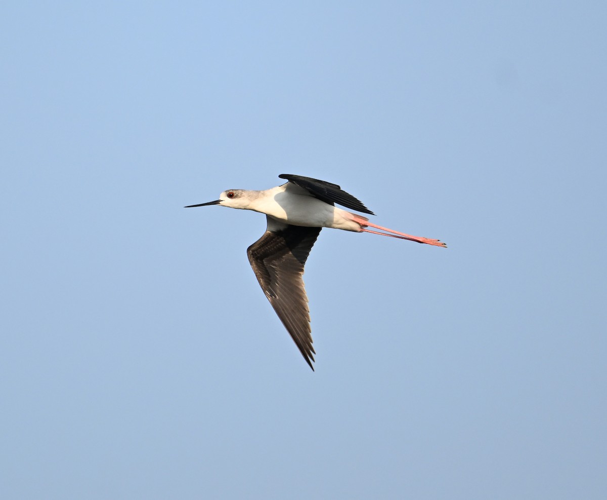 Black-winged Stilt - ML646892210