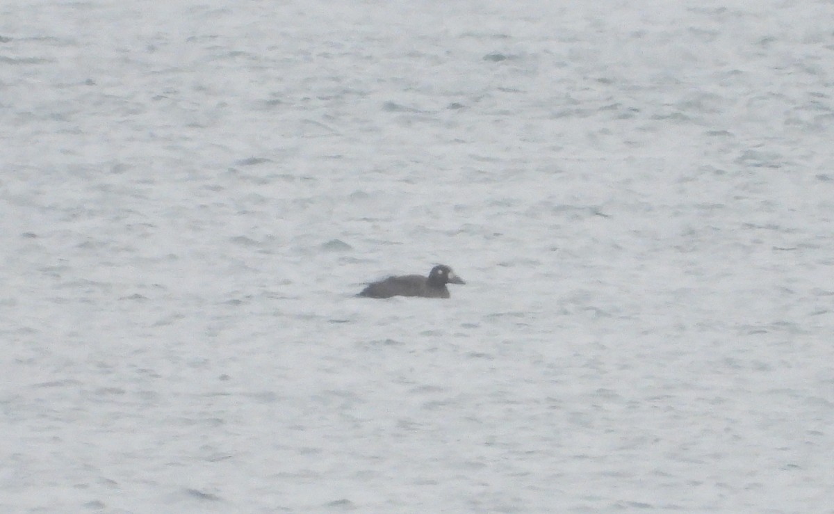 Турпан білолобий - ML646892211