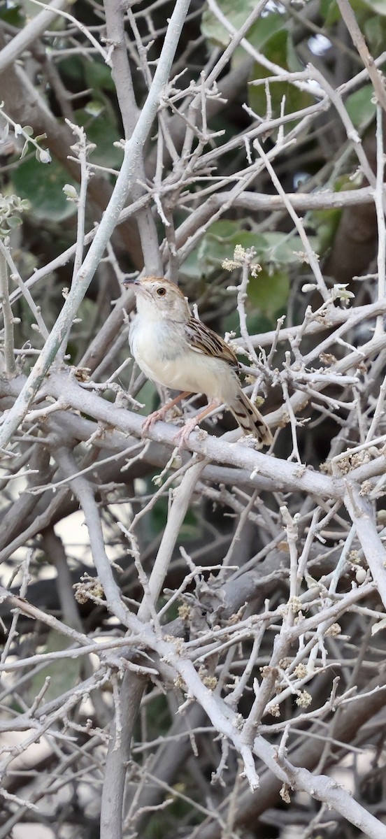 Rattling Cisticola - ML646892212