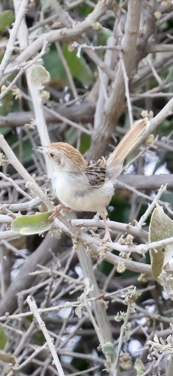 Rattling Cisticola - ML646892213