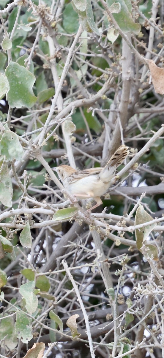 Rattling Cisticola - ML646892214