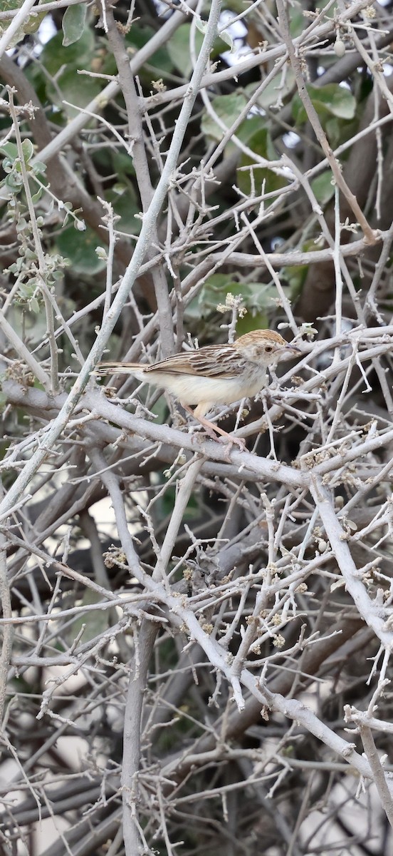 Rattling Cisticola - ML646892215