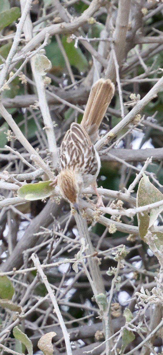 Rattling Cisticola - ML646892216