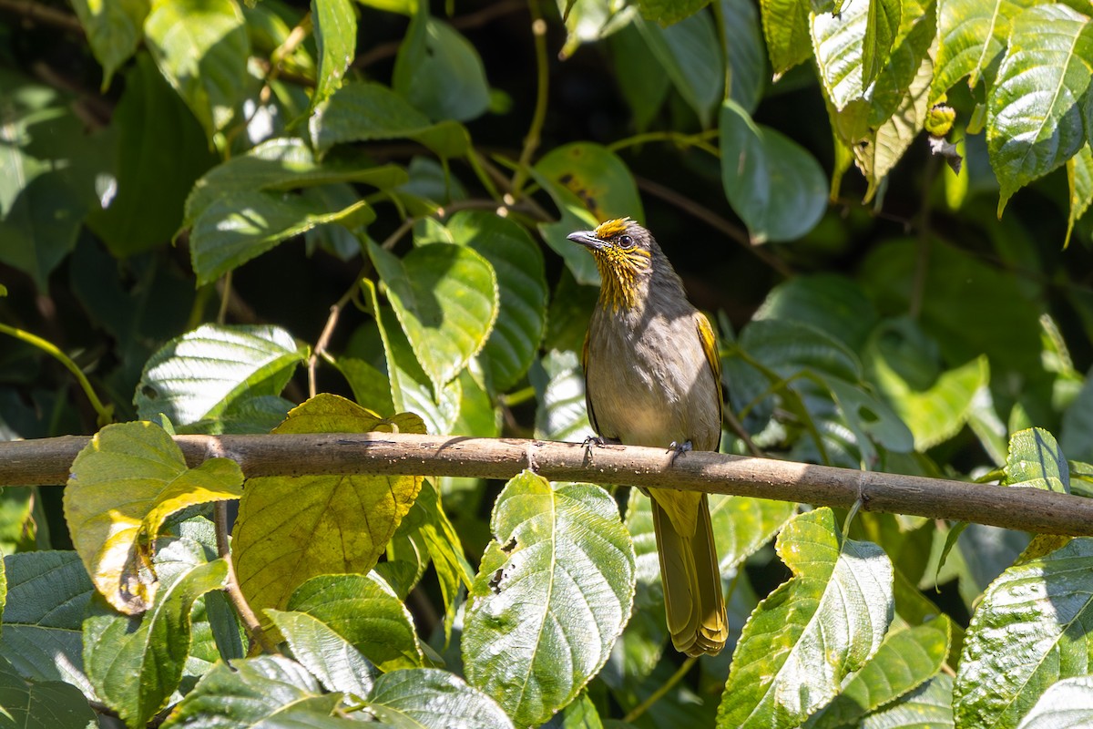Stripe-throated Bulbul - ML646892218