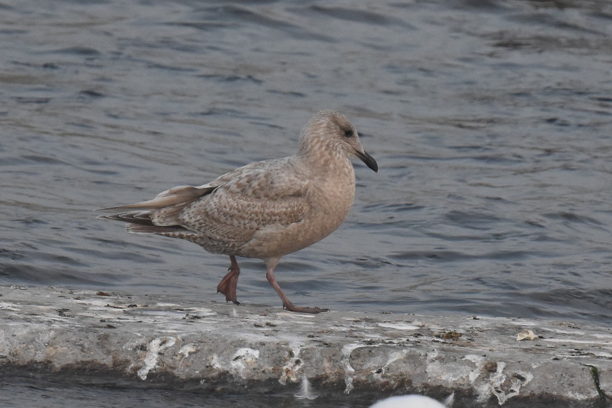 Iceland Gull (Thayer's) - ML646892219