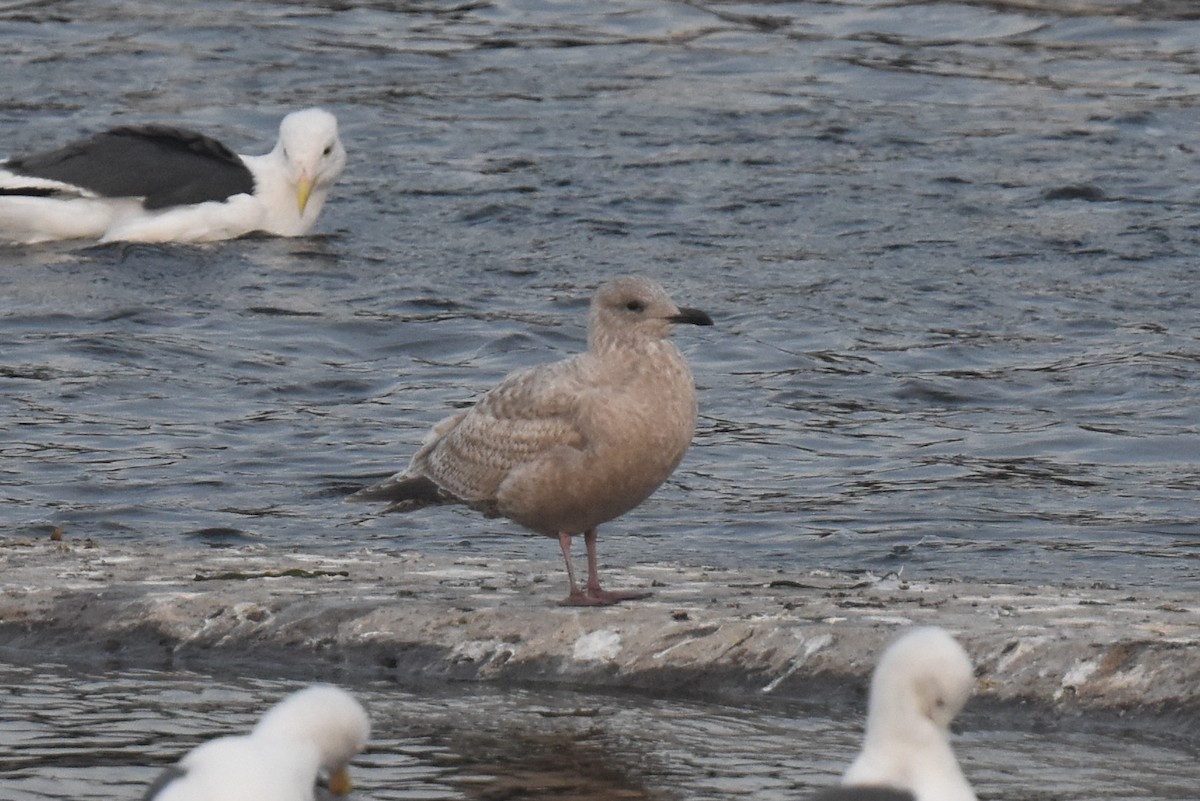 Iceland Gull (Thayer's) - ML646892220