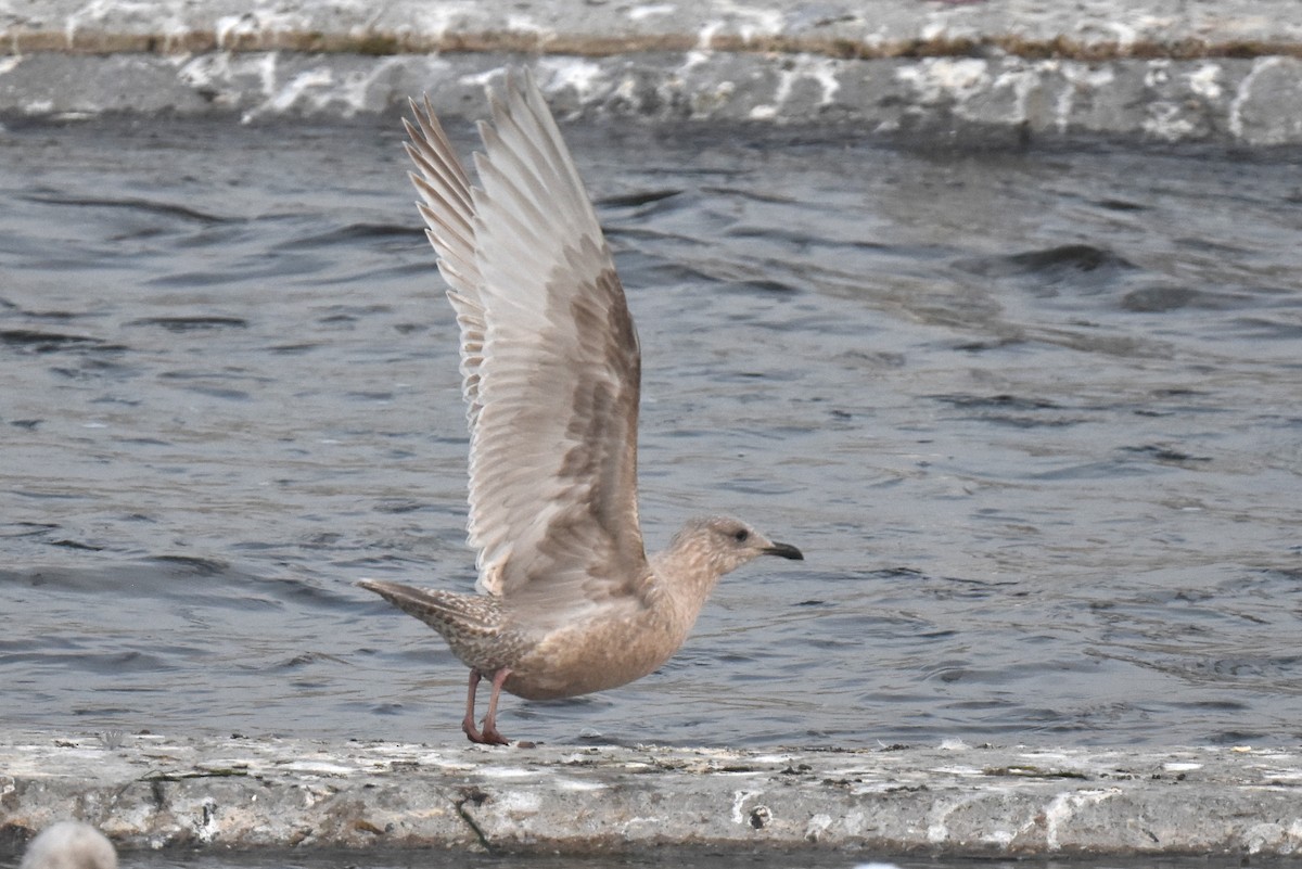 Iceland Gull (Thayer's) - ML646892222