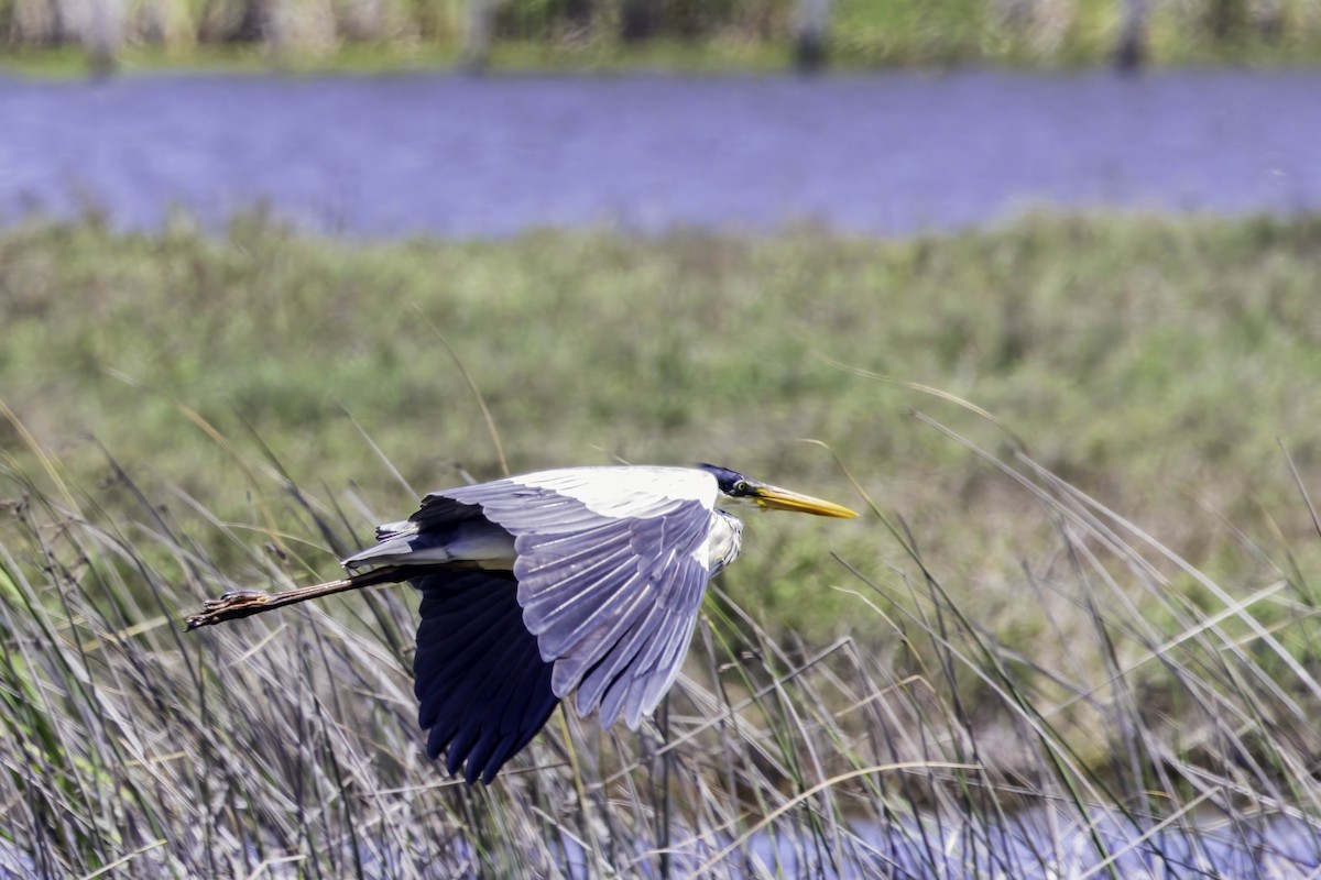 Cocoi Heron - ML646892223