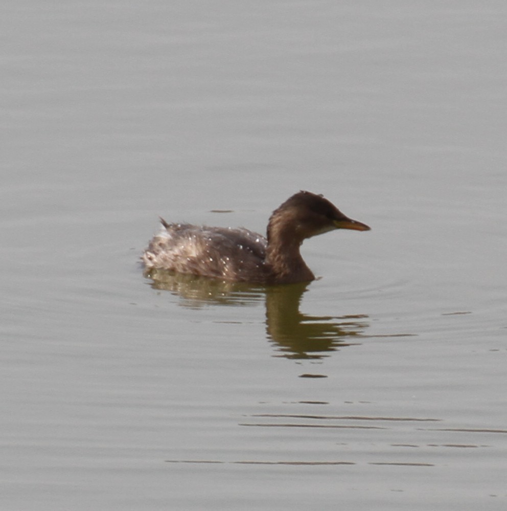 Little Grebe - ML646892224