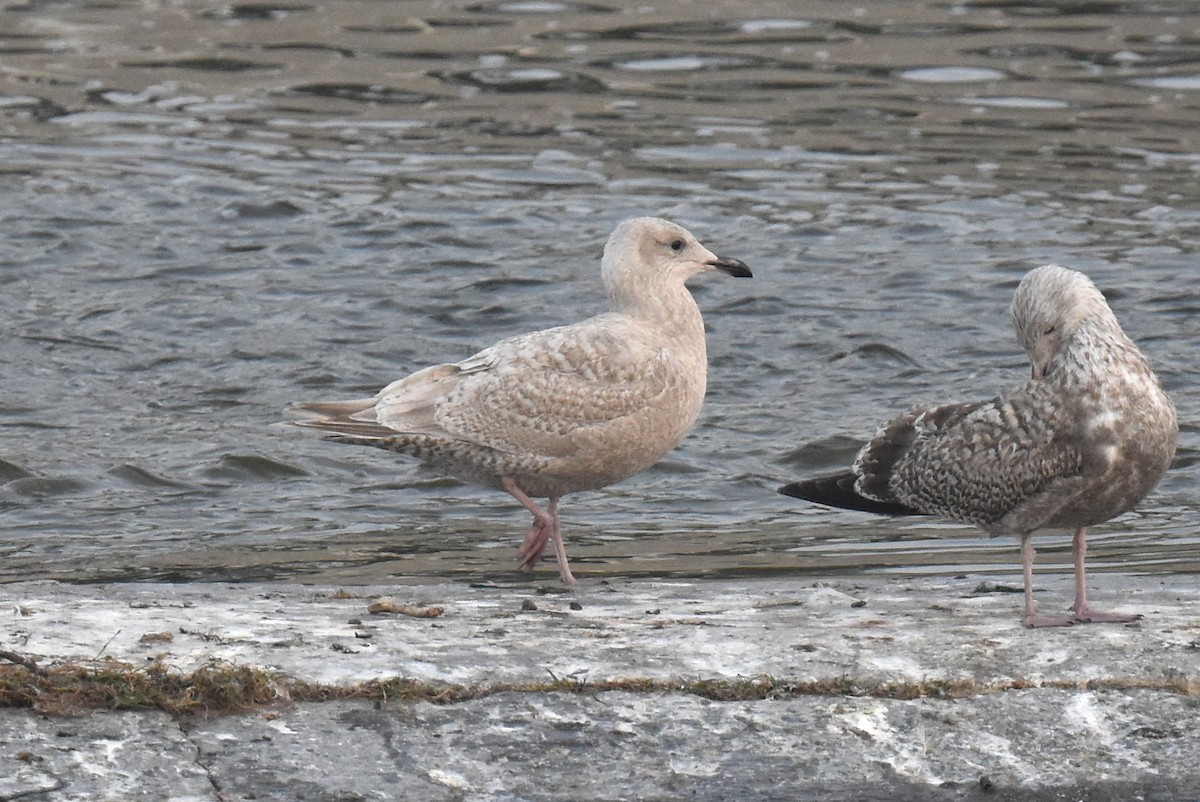 American Herring x Glaucous-winged Gull (hybrid) - ML646892225