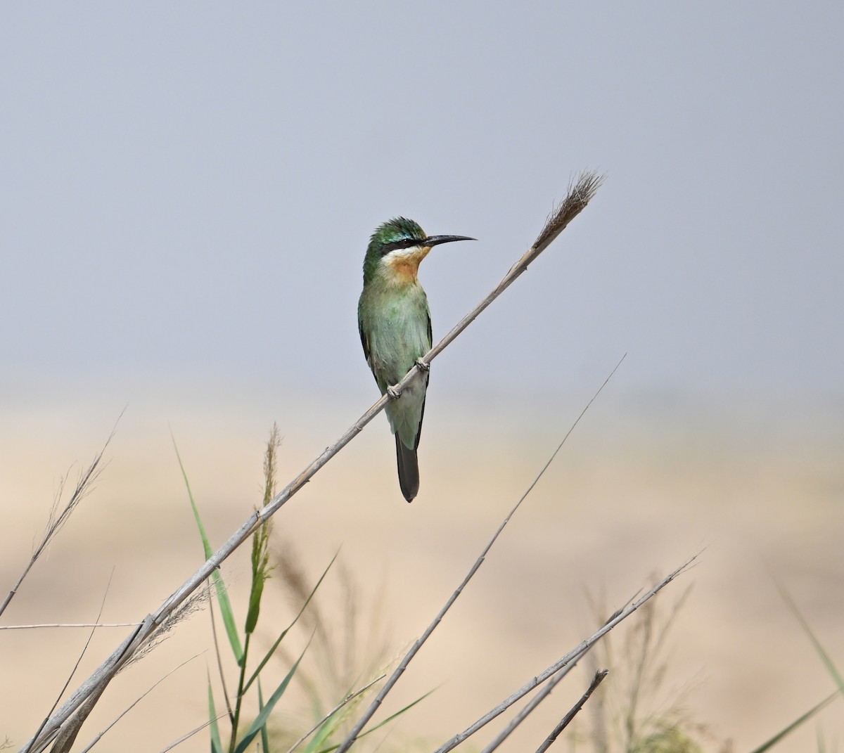 Blue-cheeked Bee-eater - ML646892226