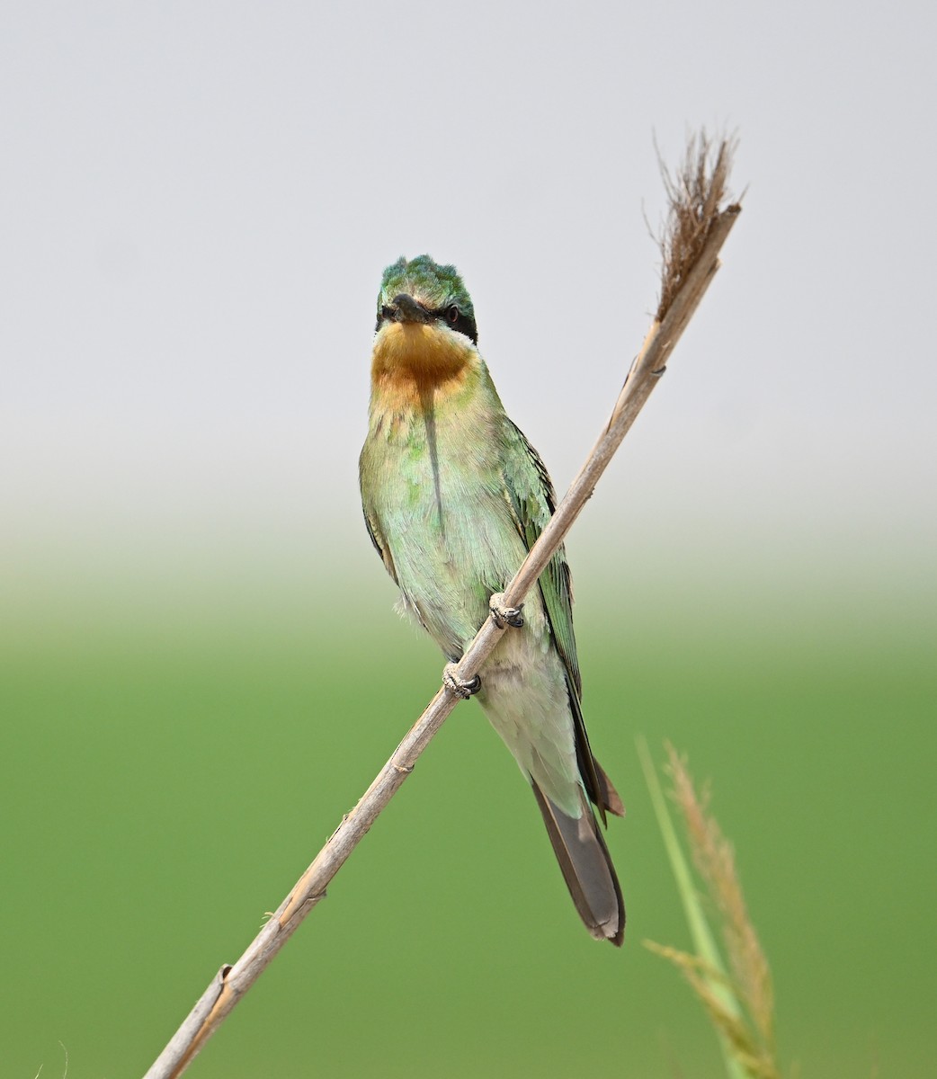 Зелёная щурка - ML646892227