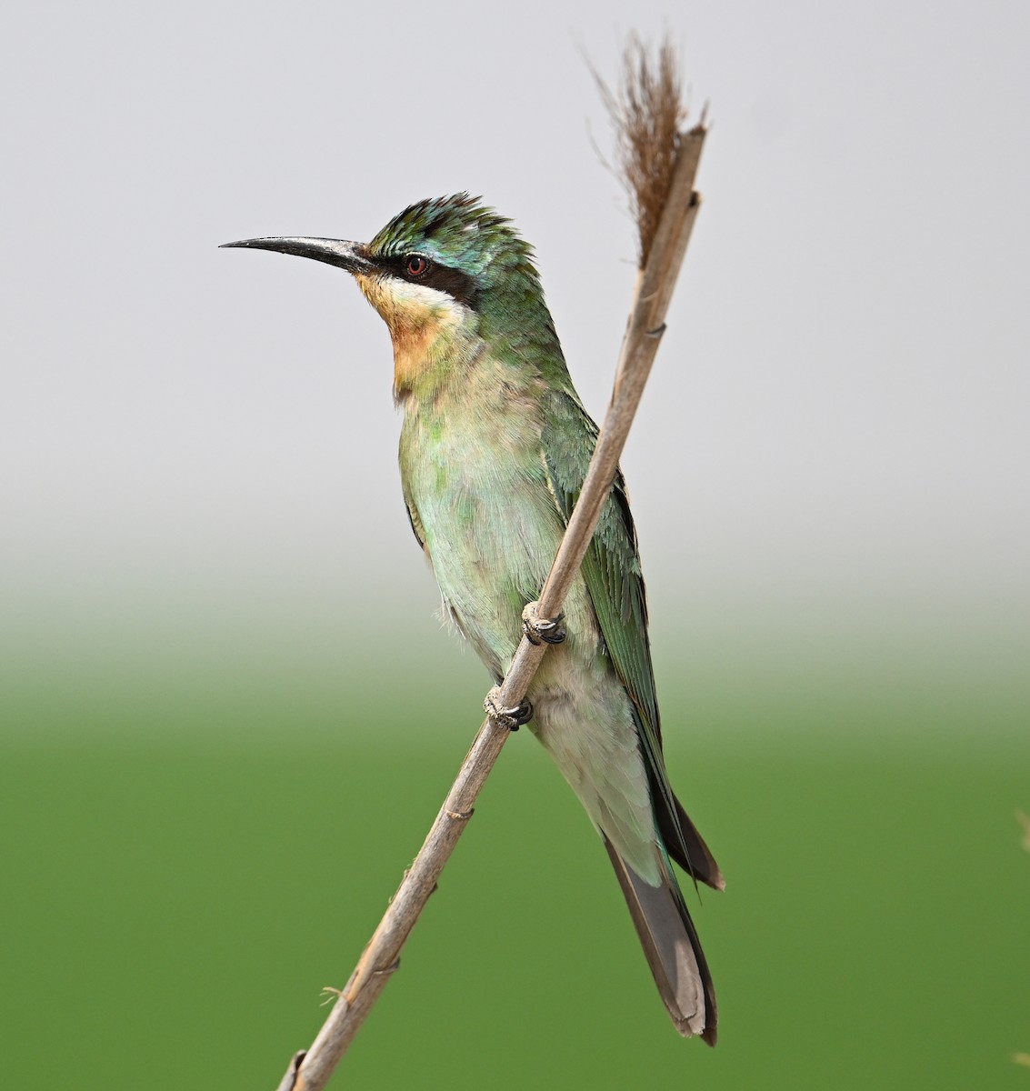 שרקרק ירוק - ML646892231