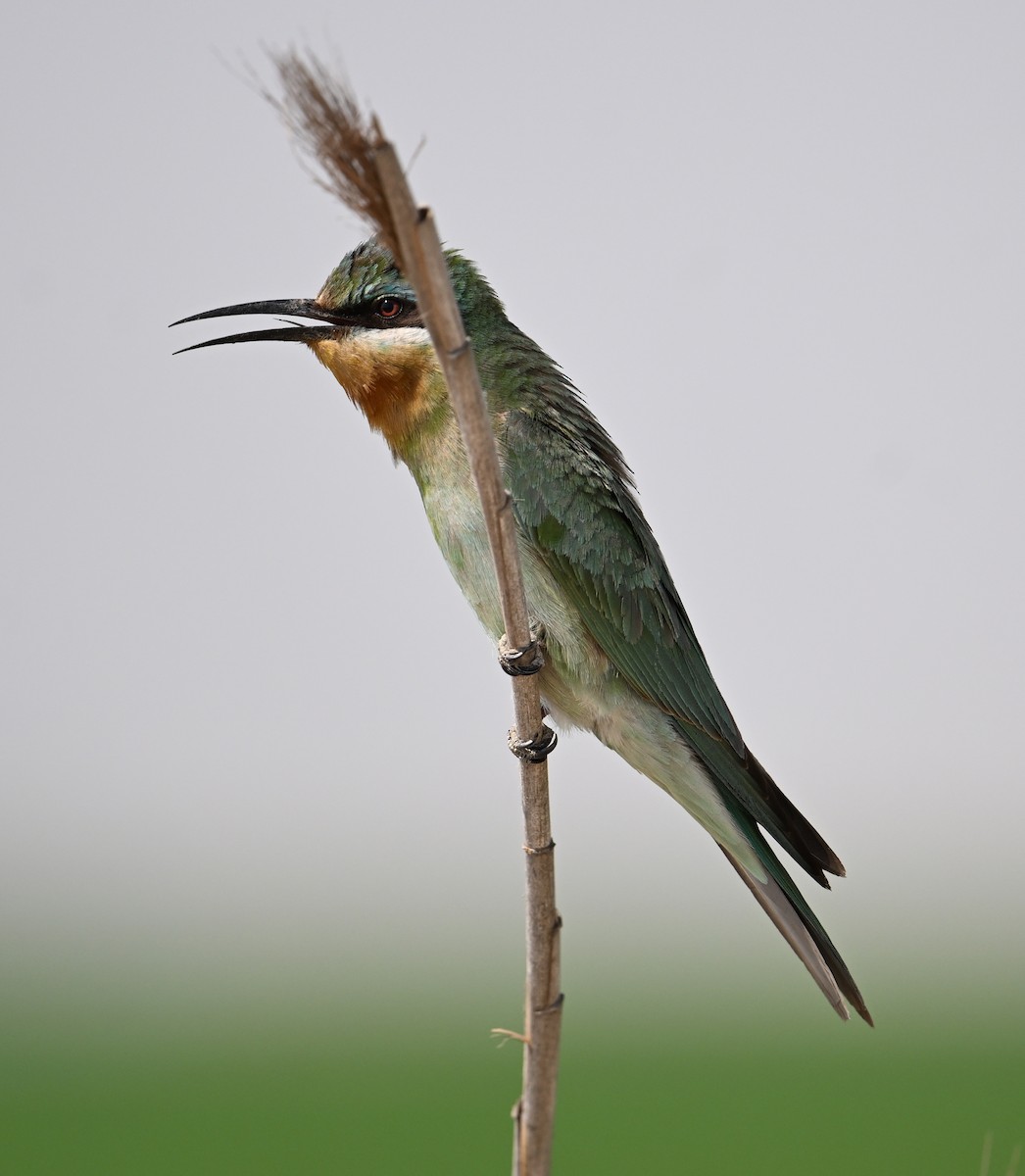 שרקרק ירוק - ML646892234