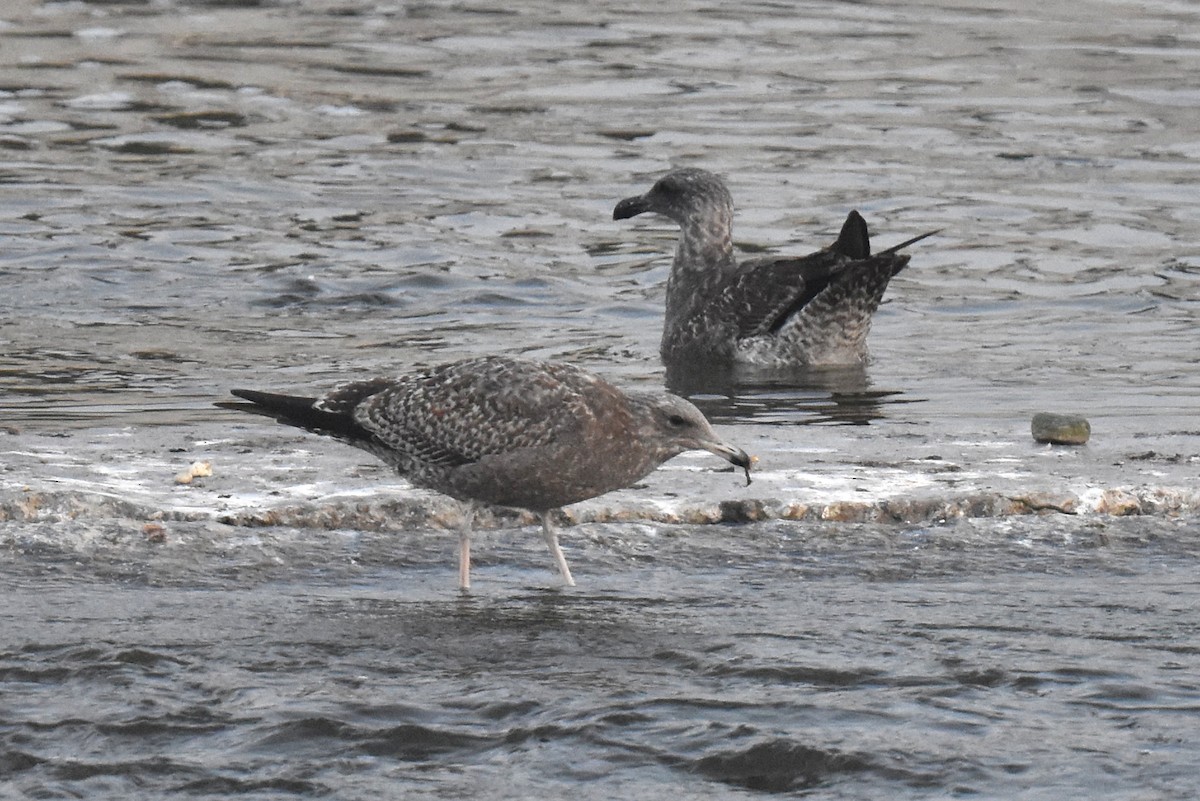 American Herring Gull - ML646892238
