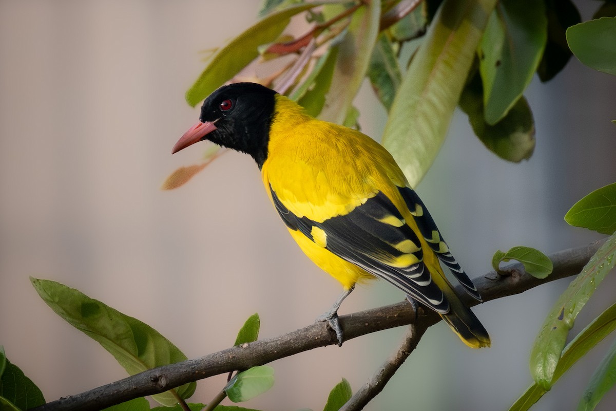 Black-hooded Oriole - ML646892239