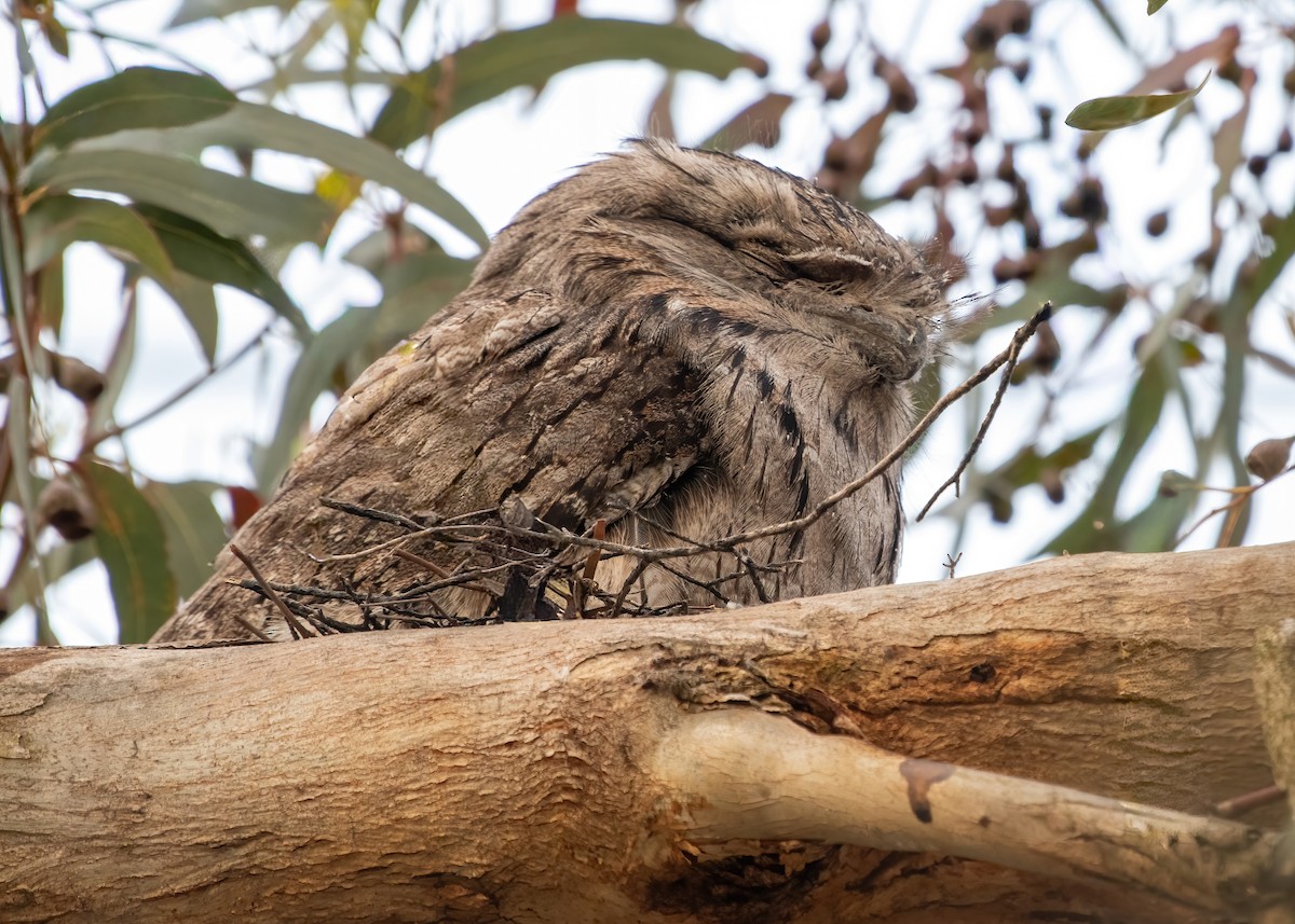 Tawny Frogmouth - ML646892240