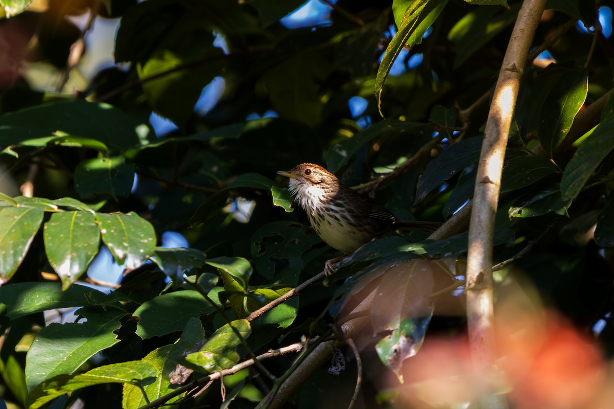 Puff-throated Babbler - ML646892241