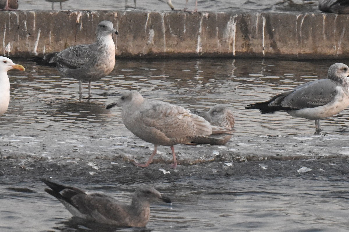 American Herring x Glaucous-winged Gull (hybrid) - ML646892242