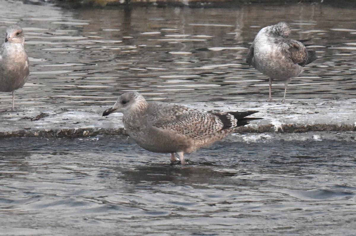 American Herring Gull - ML646892243