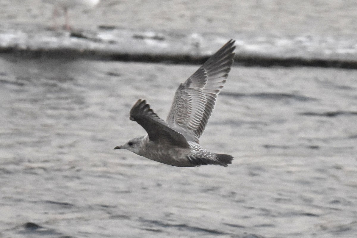 Short-billed Gull - ML646892244