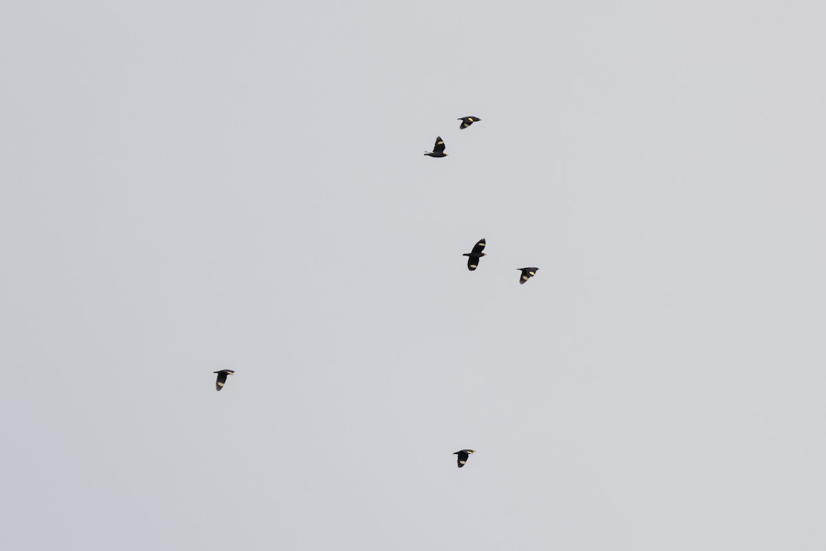 Golden-crested Myna - ML646892248