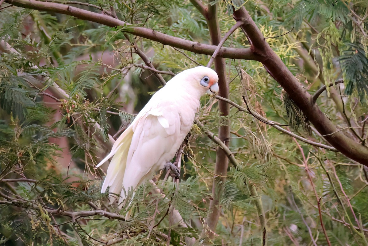 Little Corella - ML646892249