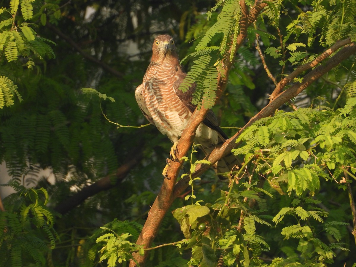 Shikra - ML646892250