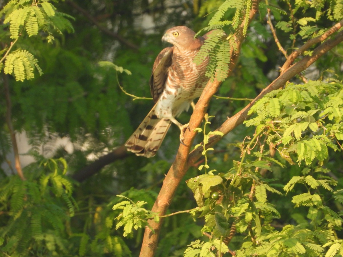 Shikra - ML646892251