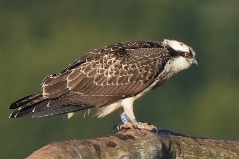 Osprey - ML646892255