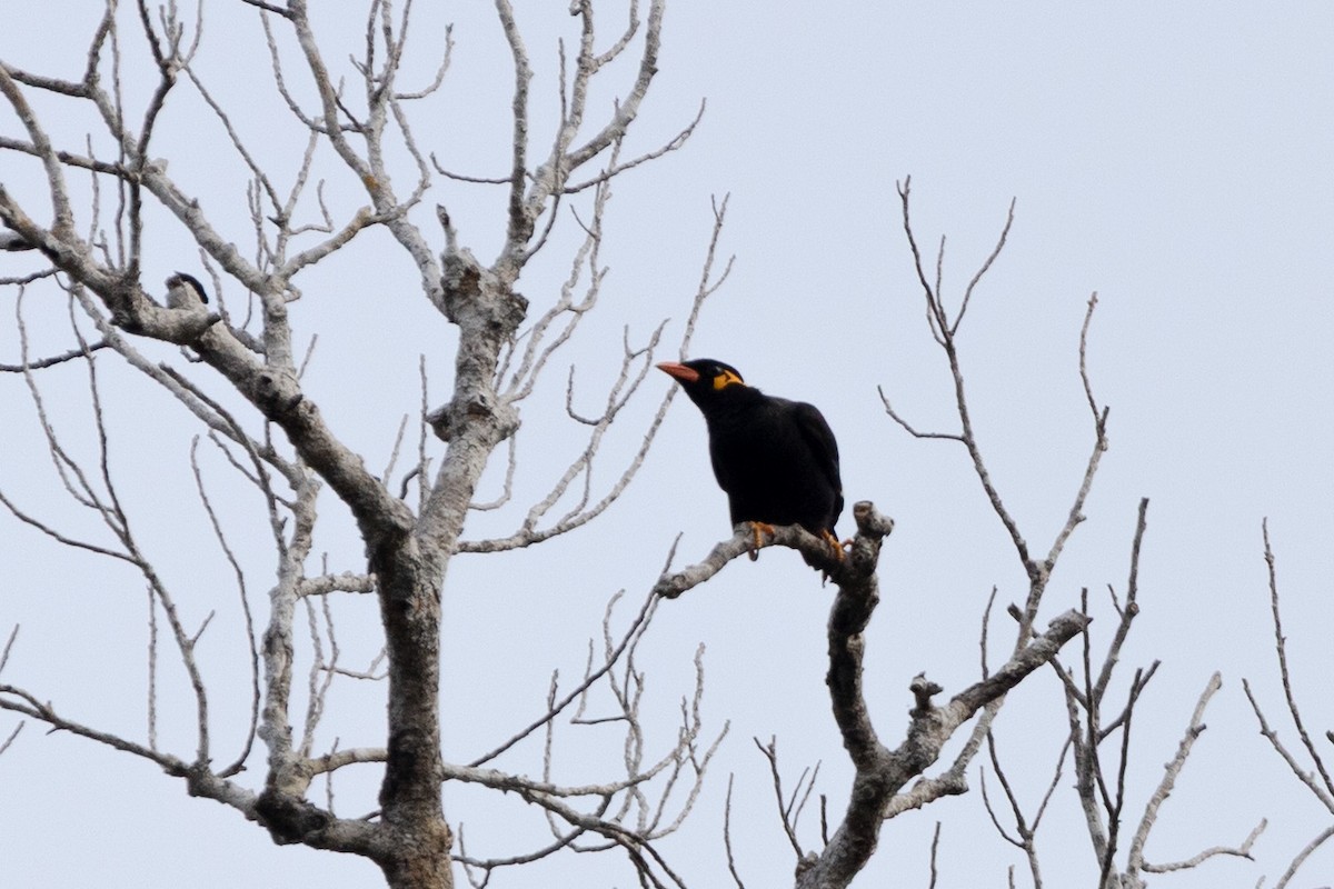 Common Hill Myna - ML646892256