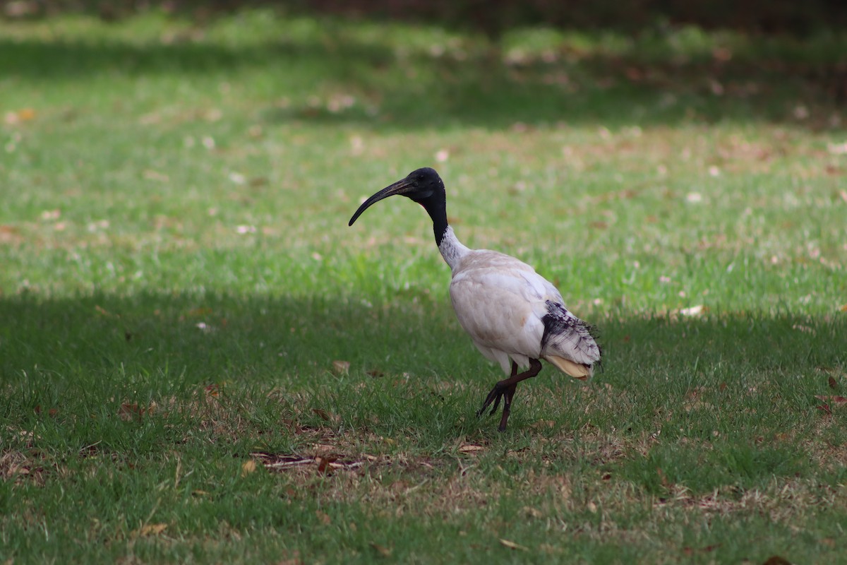 Молуккский ибис - ML646892259