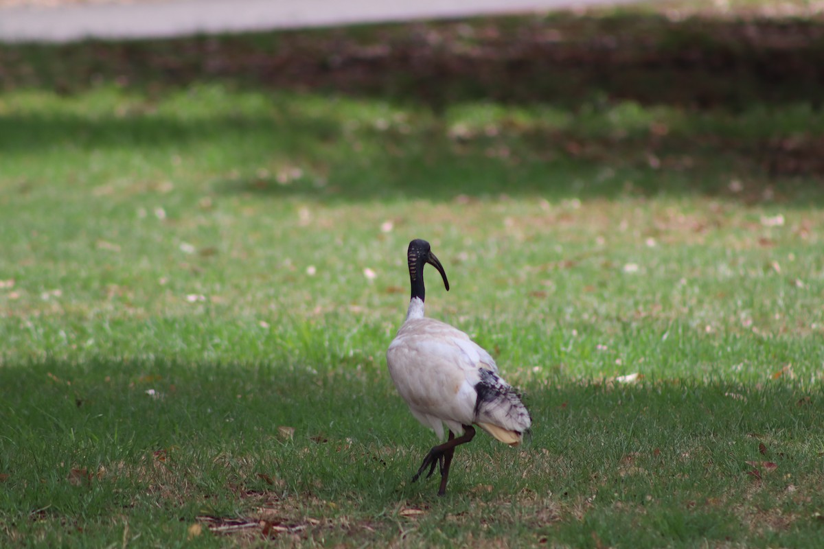 Молуккский ибис - ML646892260