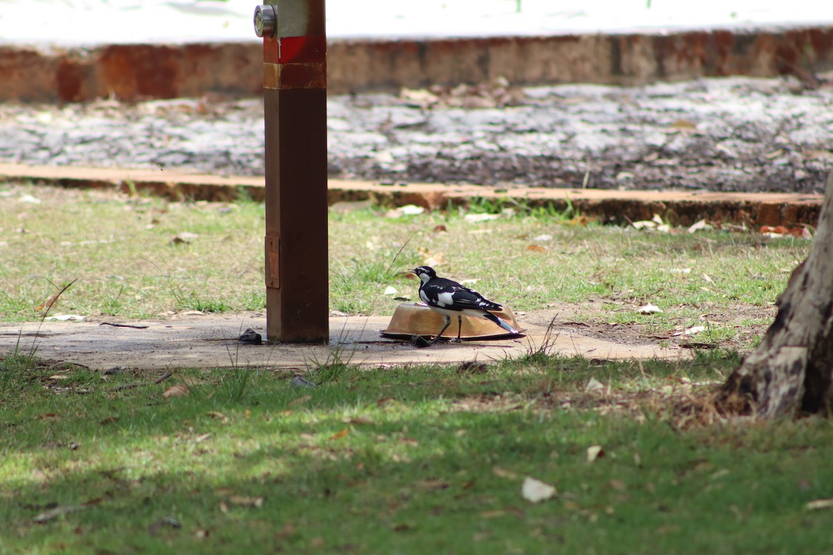 Сорочья граллина - ML646892262